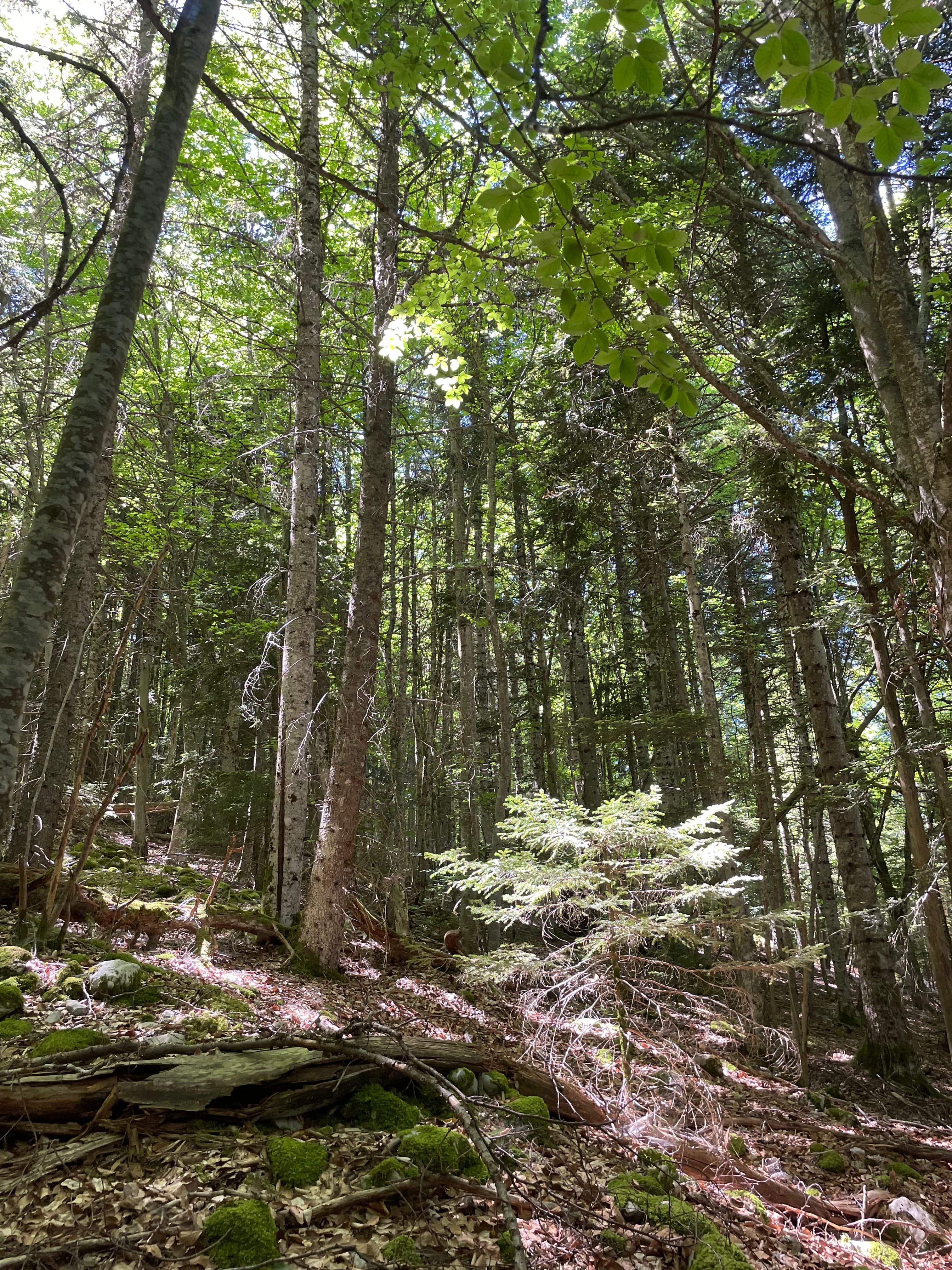 Forêt en libre évolution