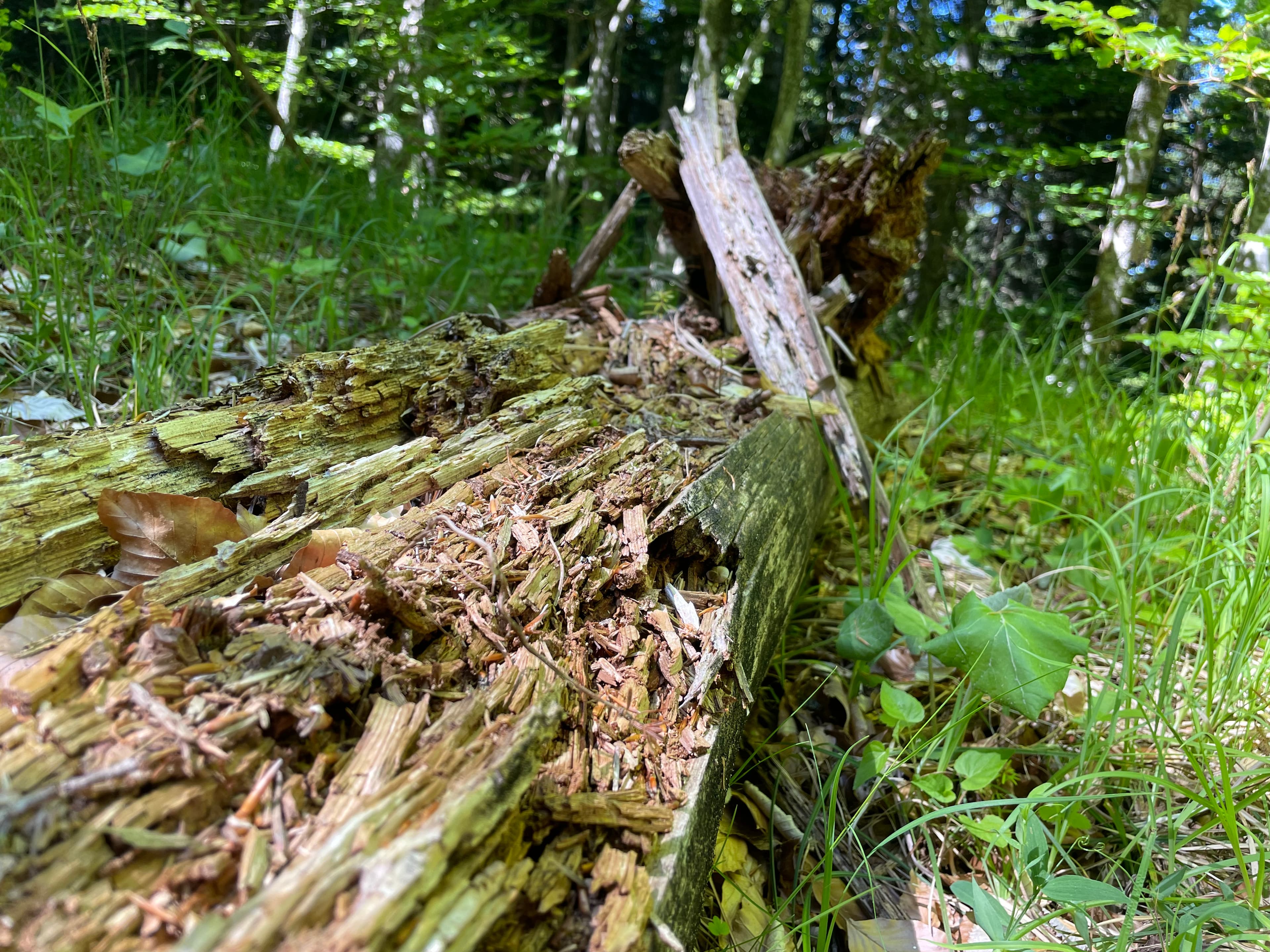 Sous-bois foisonnant